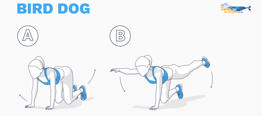 Bird dog